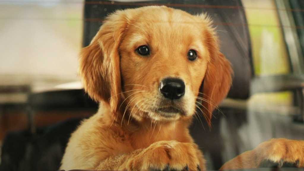 Meu amigo Enzo 